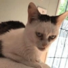 Reações gatinhos 8