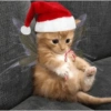 Moods natalinos - pets  10
