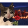 Gato triste bien sad 😿😭 10