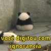 Urso dramático  10