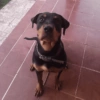 Perritos Diarios Caseros  🙈 13