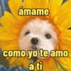 Frases perrunas cool 16