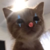 Cat Reaction😹😁 12