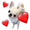 Chihuahuas Tiernos 🥰 9