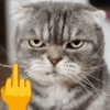 MELHORES MEMES DE GATO 😺 16