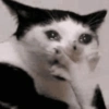ヒト