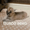 Shitpost Tranqui  7