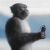 Macacos engraçados 6