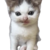 Gatos Random!! 😽😽 10