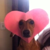 SOLTA CACHORRADA 8
