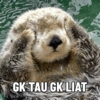 GK TAU GK LIAT