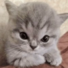 Gatinhos reativos 🐾 20