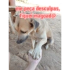 me peça desculpas, fiquei magoad@