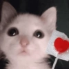 Kittens 🐱 ❤️ 7