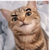 Cute kitten 🥺 8