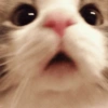 Gatitos Shitpost 😈🤑 8