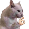 Gatitos Reacciones  7