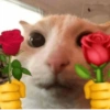 Pra você flertar muito 12