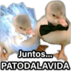 @paraguayita 01 Juntos... PATODALAVIDA