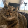 Selfie gatitos 😛 5