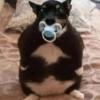 Perritos para reaccionar 6