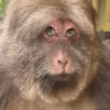 MACAQUINHA XINGXING 🐵🤎 8