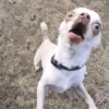 Cachorros engraçado  11