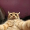 Selfie gatitos 😛 13