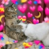 💞💖 प्यार 10 💖💞 13