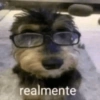 Cachorros zoeiras 8