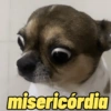 Cachorros engraçados  12