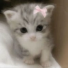 Animais Coquete 11
