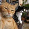 Selfie gatitos 😛 7