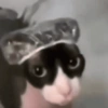 Kittens 🐱 ❤️ 6