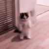 Cute Cat 18