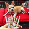 Gatos y perros locos 24
