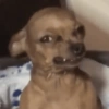 Reaccion mascotas 1.2 7