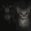 Gatitos. | @ocenferios  Haki. 9