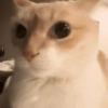 Gatitos. | @ocenferios  Haki. 11