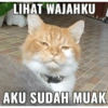 Kucing 7