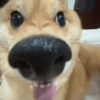 Cachorros engraçado  7