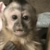Reações de macaco | monkey 🐒 5