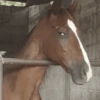Cavalinho Fofo Reações 🐴 8