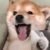 Cute Dog 🐶 13