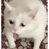 MEMES THE BEST 14