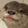 Otter 6