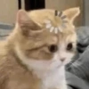 😽 Gatitos 😺 5