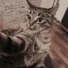Selfie gatitos 😛 21