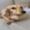 Memes de cachorro 🐶 12