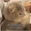Kucing 12